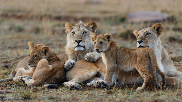 Lions in Masai Mara Kenya