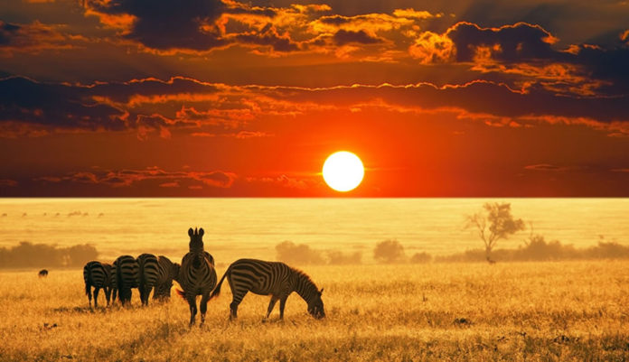 Africa Safari Sunset