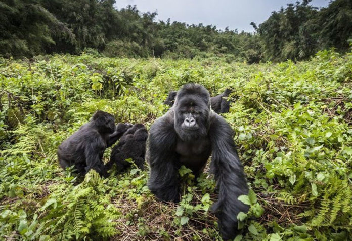 Endangered Mountain Gorillas