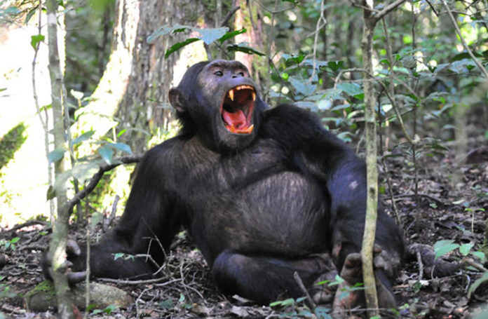 Wild Kibale Chimpanzee