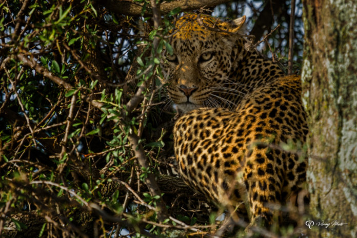 Leopards of Serengeti