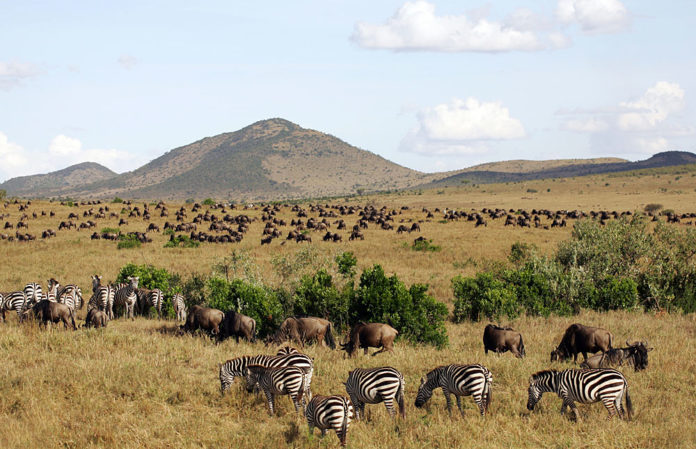 Maasai Mara Wildlife