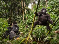 Mountain Gorilla Trekking in Uganda and Rwanda Mountain Gorilla