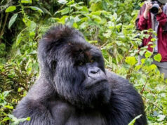 Gorilla Trekking in Uganda Vs Rwanda Gorilla Trekking Trip