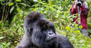 Gorilla Trekking in Uganda Vs Rwanda Gorilla Trekking Trip