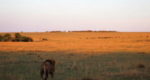 Experience the Wild Side of Africa Wild Africa