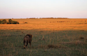 Experience the Wild Side of Africa Wild Africa