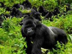 Gorillas in Our Midst Gorillas in Our Midst