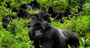 Gorillas in Our Midst Gorillas in Our Midst