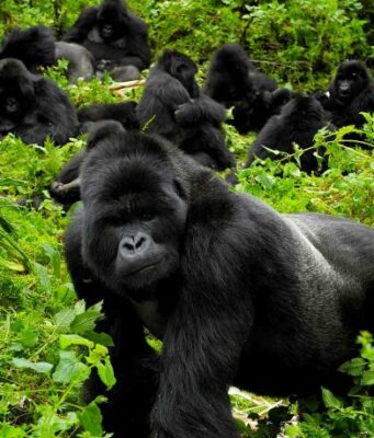 Gorillas in Our Midst Gorillas in Our Midst
