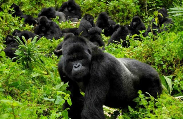 Gorillas in Our Midst