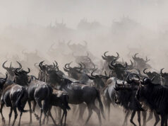 10 Magical Things to See in East Africa Wildebeest Migration
