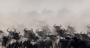 10 Magical Things to See in East Africa Wildebeest Migration