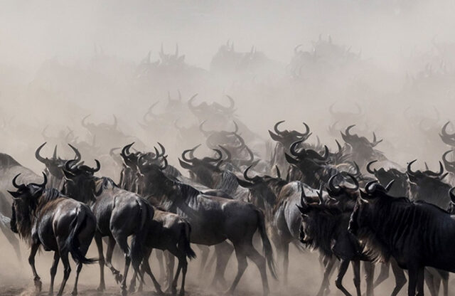 Wildebeest Migration