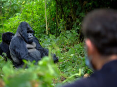 An Encounter with the Virunga Gorillas Gorilla Tour