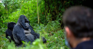 An Encounter with the Virunga Gorillas Gorilla Tour